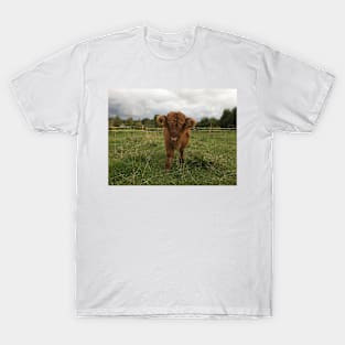 Scottish Highland Cattle Calf 1539 T-Shirt